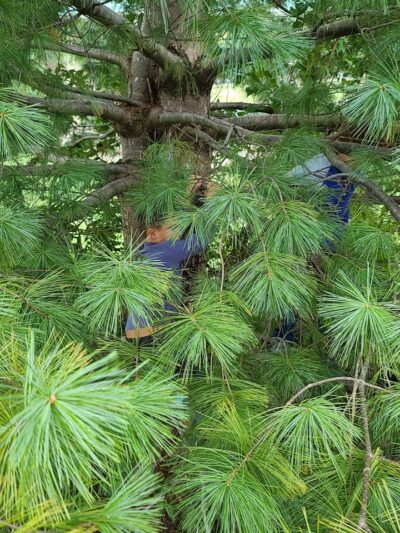 Pleasant Ridge Park - Lexington, KY