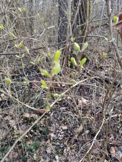 Southpoint Park - Lexington, KY