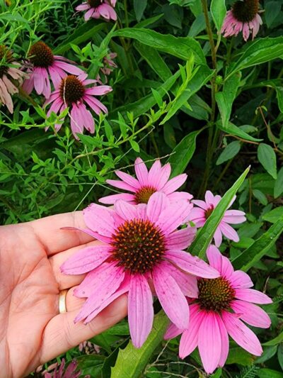 The Arboretum, State Botanical Garden of Kentucky - Lexington, KY
