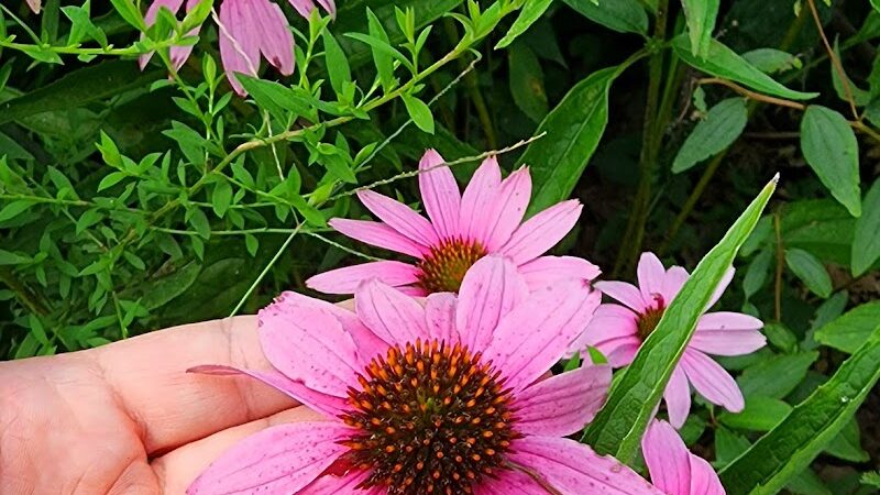 The Arboretum, State Botanical Garden of Kentucky - Lexington, KY