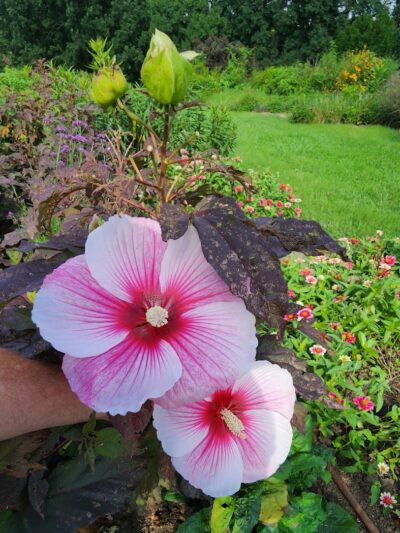 The Arboretum, State Botanical Garden of Kentucky - Lexington, KY