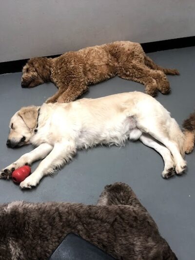 The Dognasium Doggy Daycare - Lexington, KY