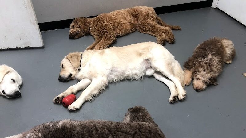 The Dognasium Doggy Daycare - Lexington, KY