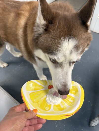 The Dognasium Doggy Daycare - Lexington, KY