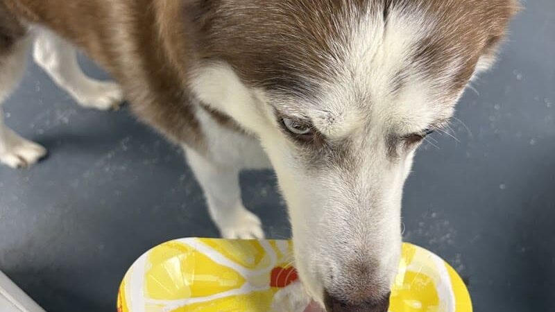 The Dognasium Doggy Daycare - Lexington, KY
