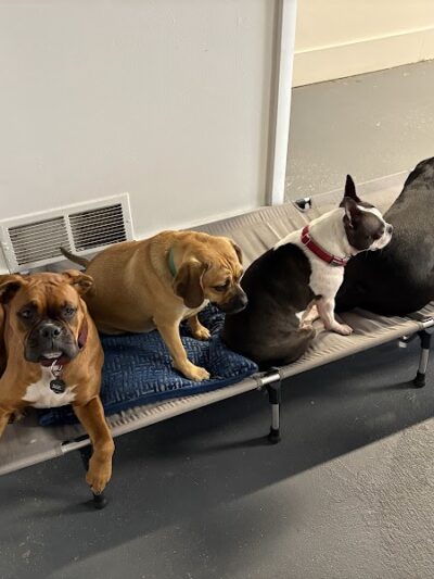 The Dognasium Doggy Daycare - Lexington, KY