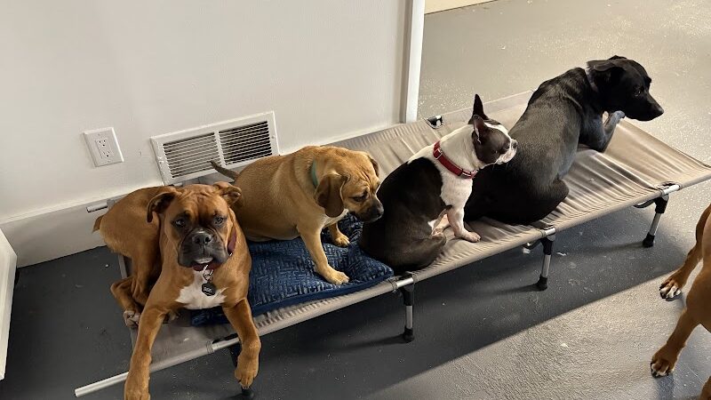 The Dognasium Doggy Daycare - Lexington, KY