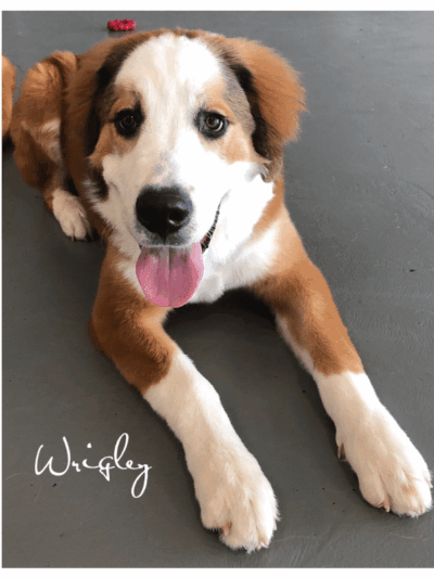 The Dognasium Doggy Daycare - Lexington, KY