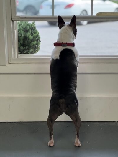 The Dognasium Doggy Daycare - Lexington, KY