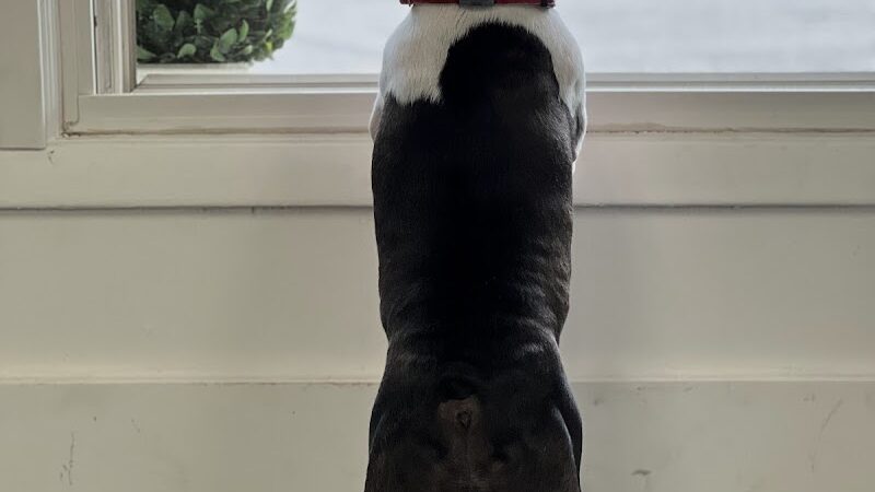 The Dognasium Doggy Daycare - Lexington, KY