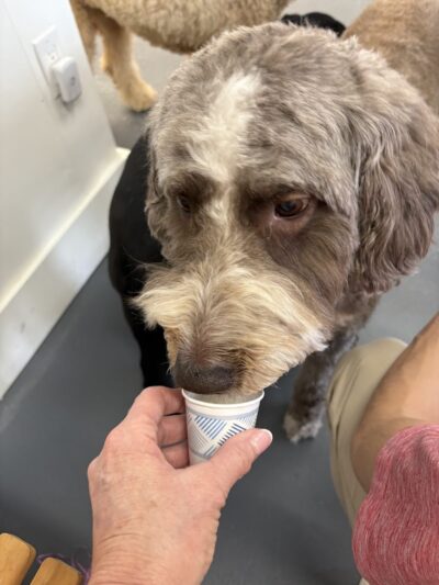 The Dognasium Doggy Daycare - Lexington, KY