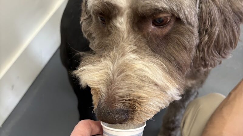 The Dognasium Doggy Daycare - Lexington, KY