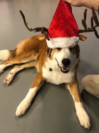 The Dognasium Doggy Daycare - Lexington, KY