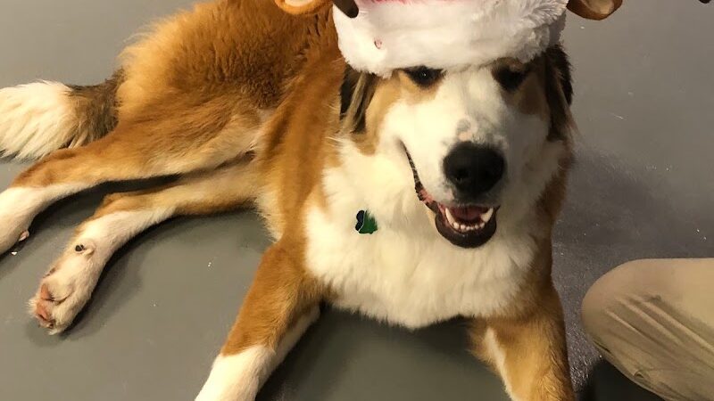 The Dognasium Doggy Daycare - Lexington, KY