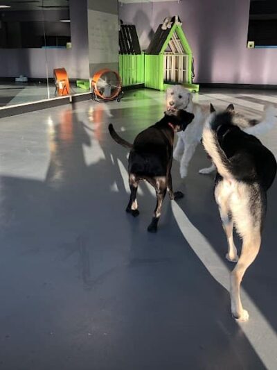 The Dognasium Doggy Daycare - Lexington, KY
