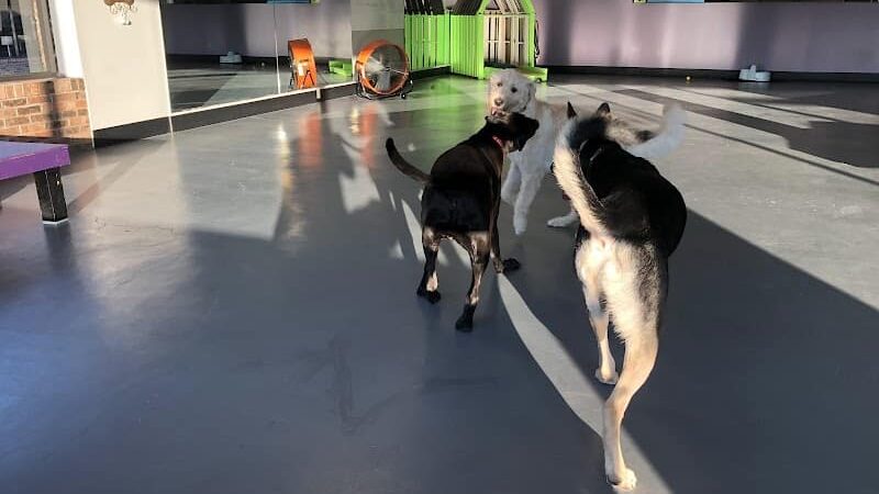 The Dognasium Doggy Daycare - Lexington, KY