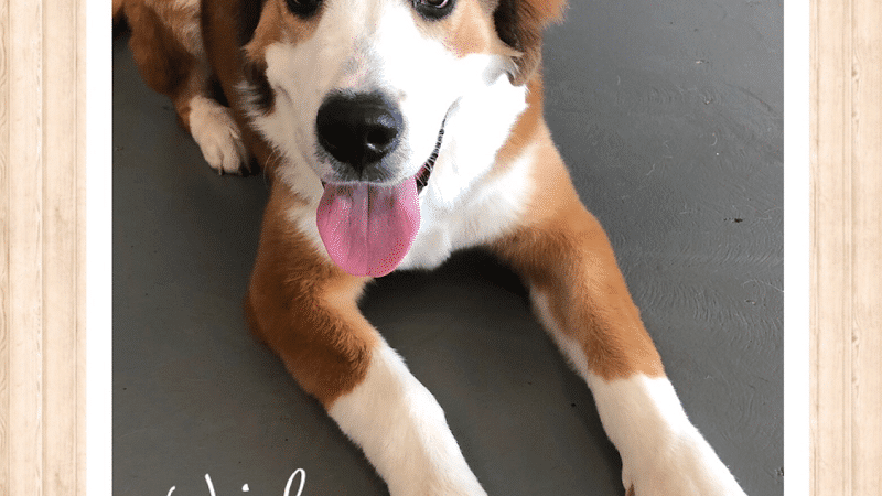 The Dognasium Doggy Daycare - Lexington, KY