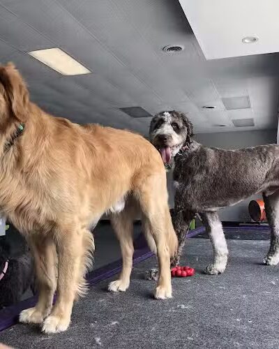 The Dognasium Doggy Daycare - Lexington, KY