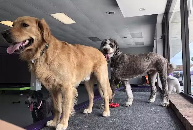 The Dognasium Doggy Daycare - Lexington, KY