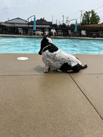 Uptown Hounds - Lexington, KY