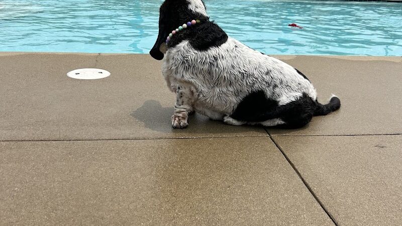 Uptown Hounds - Lexington, KY