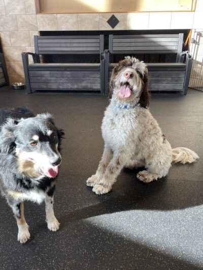 Uptown Hounds - Lexington, KY