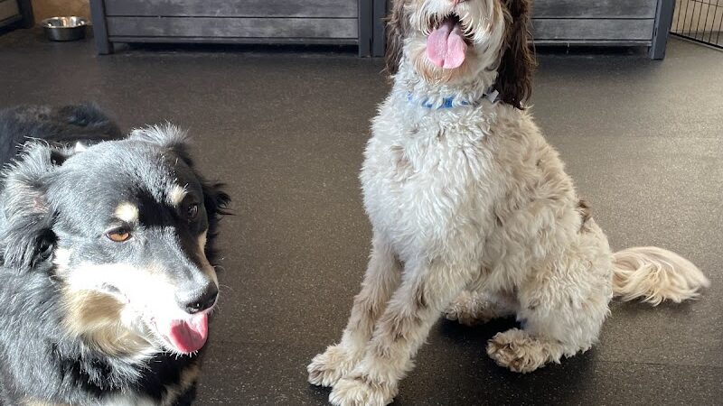 Uptown Hounds - Lexington, KY