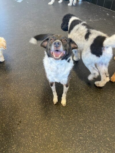 Uptown Hounds - Lexington, KY