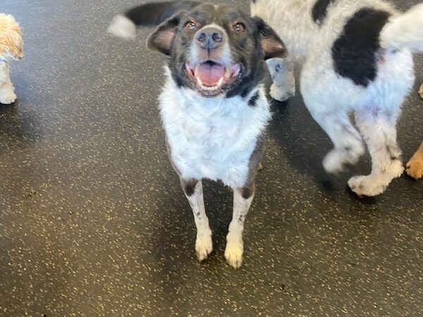 Uptown Hounds - Lexington, KY