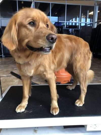 Uptown Hounds - Lexington, KY