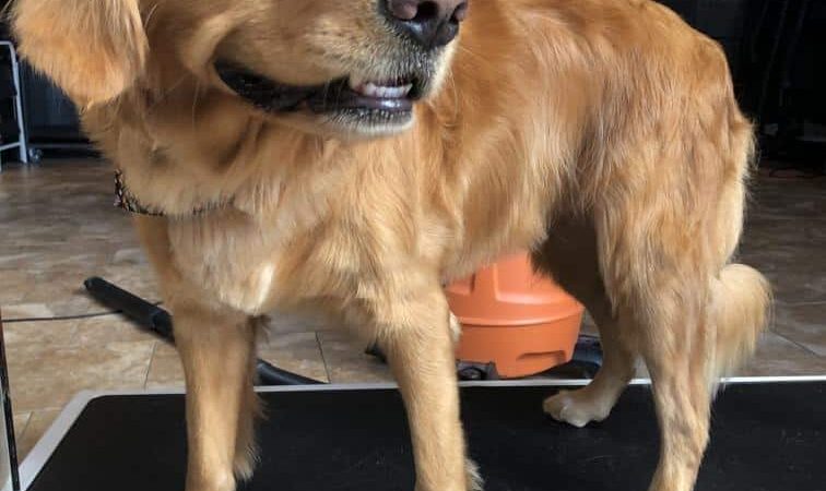 Uptown Hounds - Lexington, KY