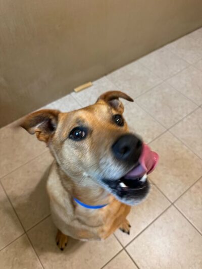 Uptown Hounds - Lexington, KY