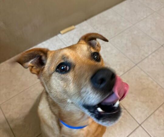 Uptown Hounds - Lexington, KY