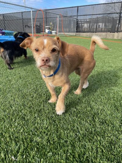 Uptown Hounds - Lexington, KY