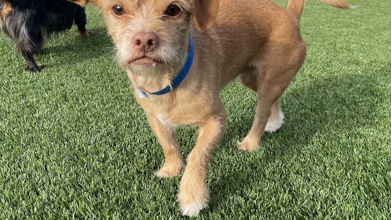 Uptown Hounds - Lexington, KY