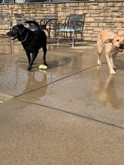 Uptown Hounds - Lexington, KY