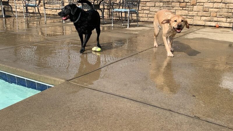 Uptown Hounds - Lexington, KY