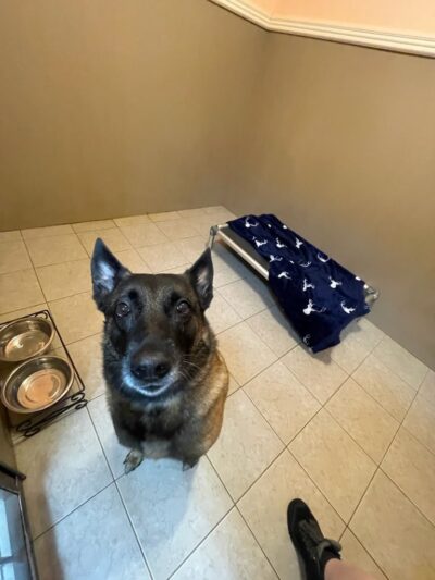 Uptown Hounds - Lexington, KY