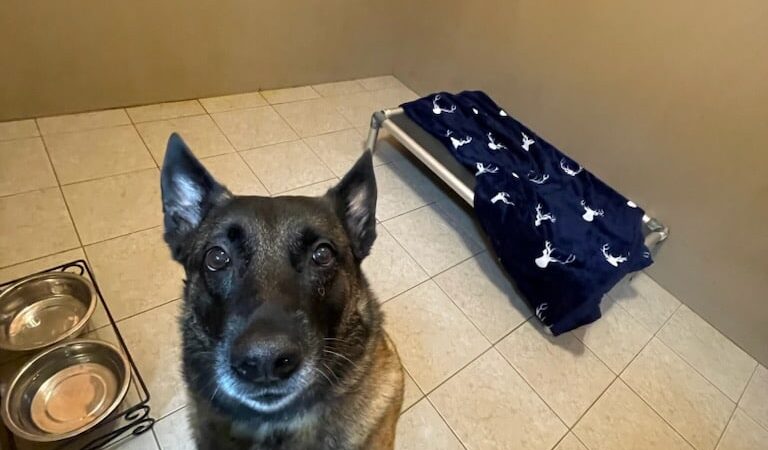 Uptown Hounds - Lexington, KY