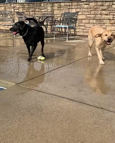 Uptown Hounds - Lexington, KY