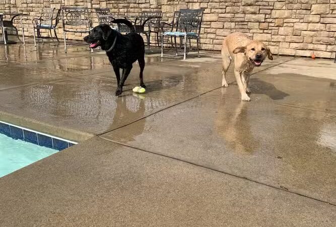 Uptown Hounds - Lexington, KY