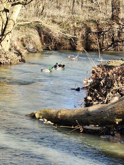 Veterans Park - Lexington, KY