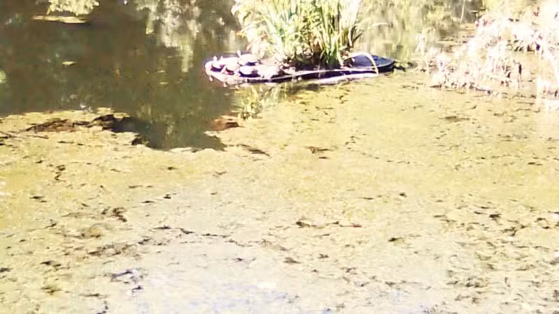 McConnell Springs Park - Lexington, KY