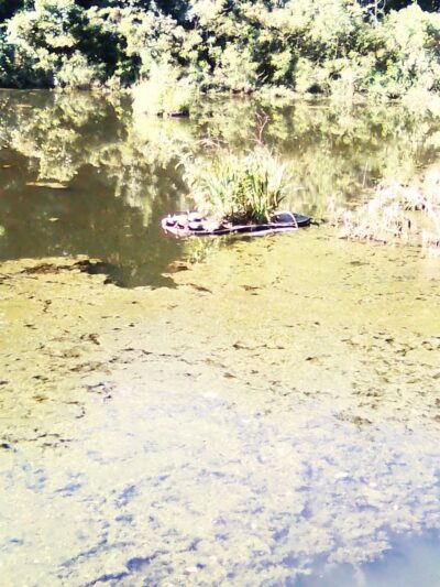 McConnell Springs Park - Lexington, KY