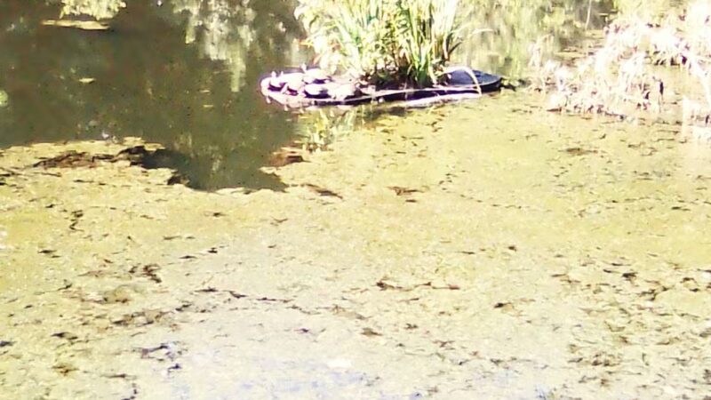 McConnell Springs Park - Lexington, KY