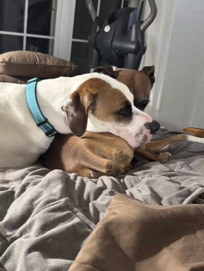 Off Leash K9 Training Lexington - Lexington, KY