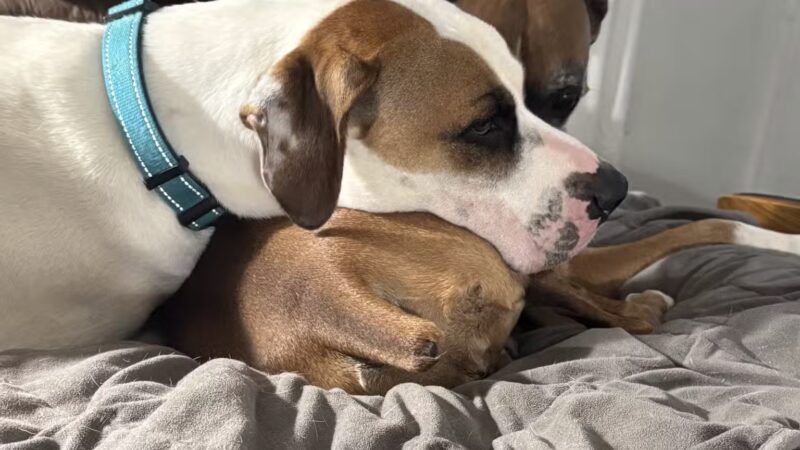 Off Leash K9 Training Lexington - Lexington, KY