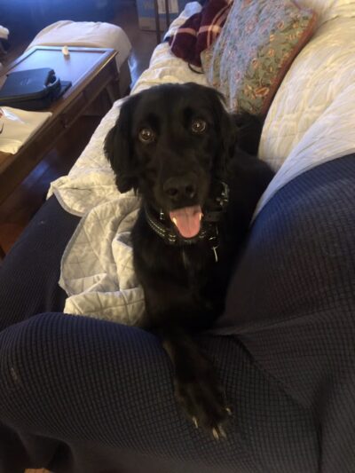 Off Leash K9 Training Lexington - Lexington, KY