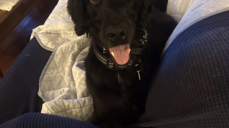 Off Leash K9 Training Lexington - Lexington, KY