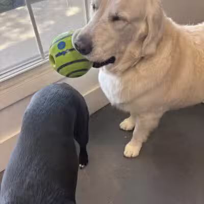 The Dognasium Doggy Daycare - Lexington, KY